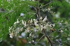 Moringa oleifera